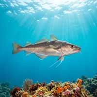 Forkbeard fish with elongated pale brown body and forked chin barbel resting near a rocky reef.