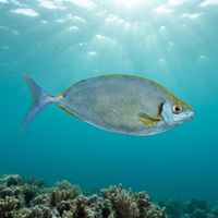 Forktail Rabbitfish