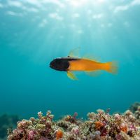 Yellow-and-black Triplefin
