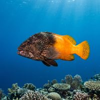 Freckled hawkfish with dark freckle spots on pale body and reddish-brown banding perched on a coral head on a tropical reef.