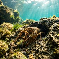 Freshwater crayfish with brown-green armoured body and raised claws resting on a rocky lakebed.