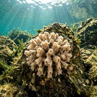 Freshwater sponge growing as a pale green encrusting mass on a submerged branch in a European lake.
