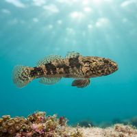 Small mottled brown frillfin goby resting on a rock in shallow, algae-covered water.
