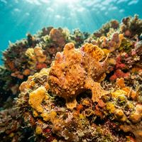 Frogfish clinging to a coral-encrusted reef, its lumpy textured body matching the surrounding sponge in mottled orange and yellow tones.