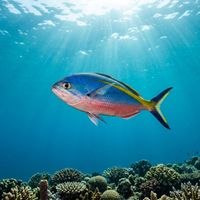 Fusilier school with slender blue and yellow bodies swimming in open water above a tropical coral reef.