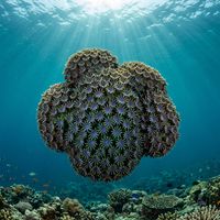 Galaxy Coral