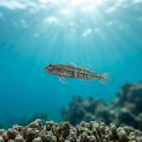 Steinitz's Goby