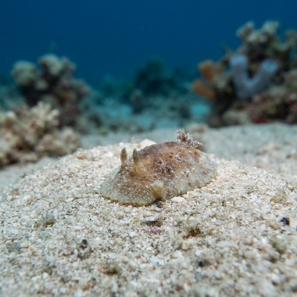 Geitodoris Planata