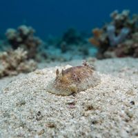 Geitodoris Planata