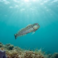 Germain's Blenny