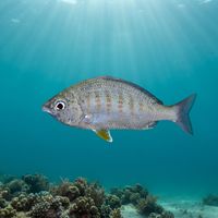 Adult yellowfin mojarra with a silvery body, faint dark bars, and yellow-tinged fins hovering over a sandy reef patch.