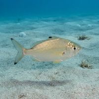 Common Silverbiddy