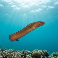 Ghost Moray