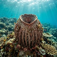 Giant barrel sponge with a wide, vase-shaped body in purple-grey hues rising from a coral reef.
