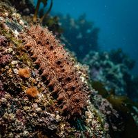 Giant California Sea Cucumber