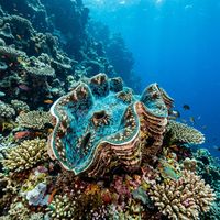 Giant clam with a deeply ridged shell and vivid blue-green iridescent mantle partially open on a shallow coral reef.