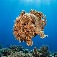 Giant Frogfish in mottled yellow and brown camouflage sitting motionless on a coral reef.