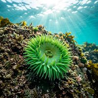 Giant green anemone with bright green column and dense mass of short tentacles attached to a rocky reef.
