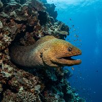 Giant moray eel with brown-spotted yellowish skin peering from a coral reef crevice in tropical blue water.