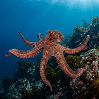Giant Pacific Octopus with reddish-brown mottled skin and prominent suckers on its arms resting on a rocky kelp-covered seafloor.