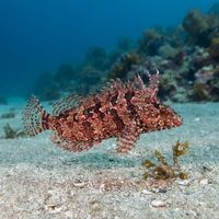 Spotted Kelpfish
