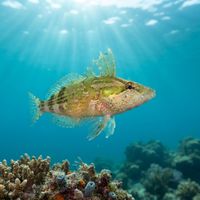 Striped Kelpfish