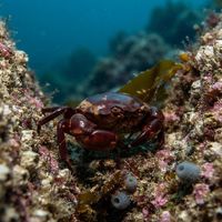Globose kelp crab with a rounded reddish-brown shell clinging to kelp blades on a rocky reef.