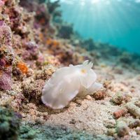 White Mantle Glossodoris