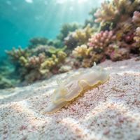 Pallid Glossodoris