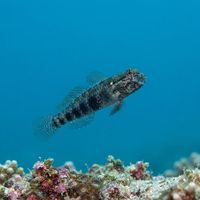 Goldspot goby resting on sandy reef bottom, pale body with a small gold-edged dark spot below the eye.