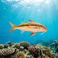 Goatfish with pale body and reddish-pink markings foraging over a sandy reef bottom, barbels extended beneath the chin.