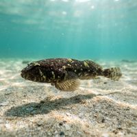 Northern Clingfish