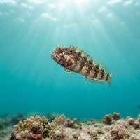 Puffcheek Blenny