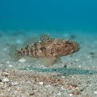 Adult giant goby with mottled brown-grey body resting on a rock ledge in shallow Mediterranean water.