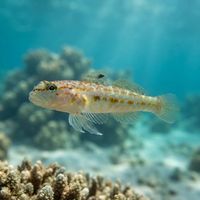Kolombatovic's Goby
