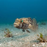 Black Goby resting on sand, dark mottled body with a blunt head, near a rocky seabed.