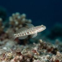 Roule's Goby
