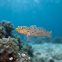 Small yellow-headed goby resting on sand near a rocky Mediterranean reef ledge.