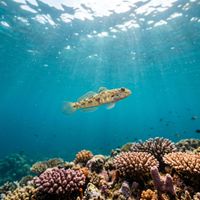 Goby (Gobiidae spp.) swimming in its natural underwater habitat