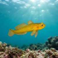 Small golden-brown goby resting on rocky substrate with its large head propped on fins.