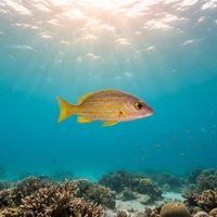 Golden-lined Snapper