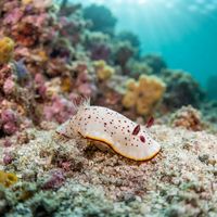 Goniobranchus Daphne