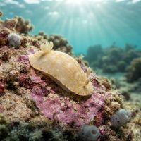 Goniobranchus epicurius
