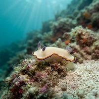 Goniobranchus Fabulus