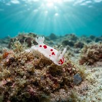 Red-spotted Rainbow Dorid