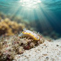 Goniobranchus Hunterae