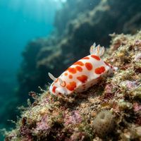 Goniobranchus tasmaniensis