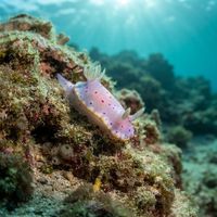 Goniobranchus woodwardae