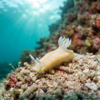 Longhorn Pump Dorid