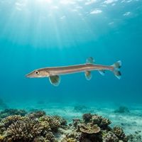 Sandfish